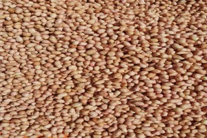 White Peanuts from Tanzania